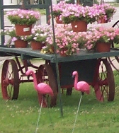 Hanging plants on a cart in front Old Riverton Store